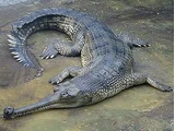Gharial