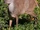 Gray Brocket