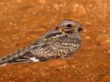 Rufous-cheeked Nightjar
