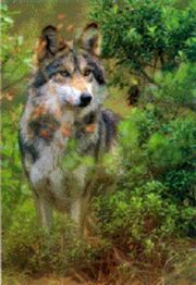 Canis lupus monstrabilis