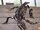 Megalania