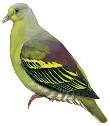 04 18 197 treron teysmannii m