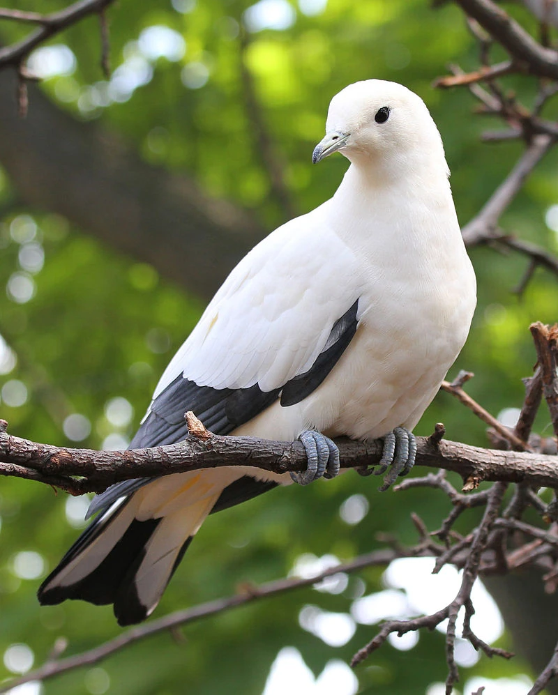 Pied Imperial Pigeon Animal Database Fandom