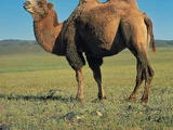 Bactrian Camel
