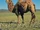 Bactrian Camel