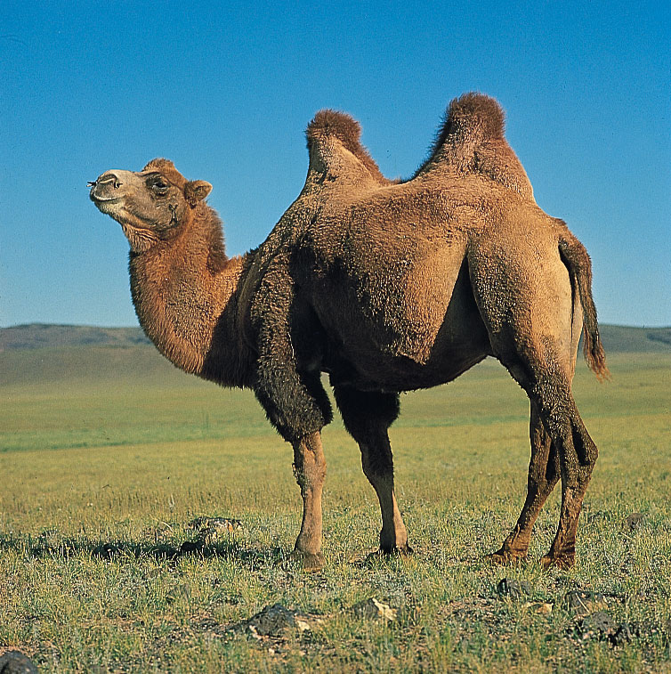 Bactrian Camel | Animal Database | Fandom