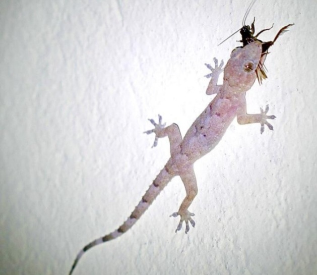 Tropical house gecko | Animal Database | Fandom