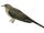 Cercococcyx