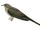 Dusky Long-tailed Cuckoo