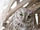 Socotra Scops Owl