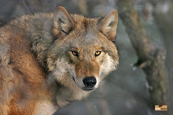Mongolian Wolf | Animal Database | Fandom