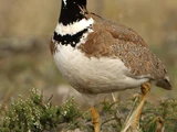 Little Bustard