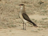 Black-winged Pratincole