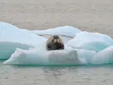 Bearded Seal