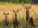 Red Deer
