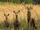 Red Deer