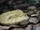 Bothrops Insularis