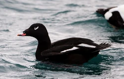 Melanitta deglandi -Iceland -swimming-8