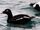 White-winged Scoter