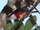 Sira Barbet