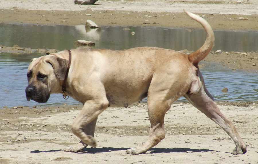 how much is a south african mastiff