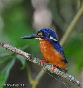 Blue-eared Kingfisher | Animal Database | Fandom