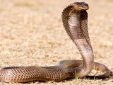 Egyptian Cobra