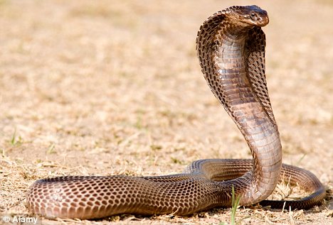 Egyptian Cobra  Animals at the Virginia Aquarium