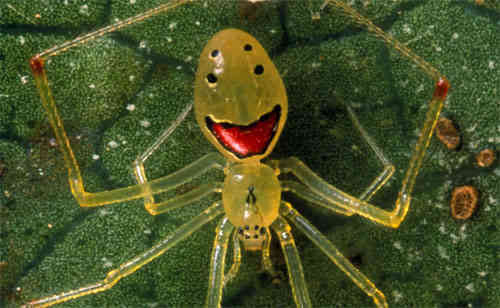 Smiling Diamond Spider Face