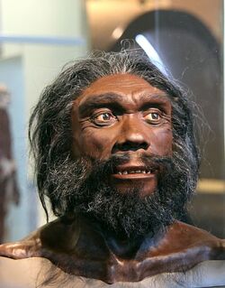 Homo heidelbergensis | Animal Database | Fandom