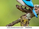 Woodland Kingfisher