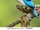 Woodland Kingfisher