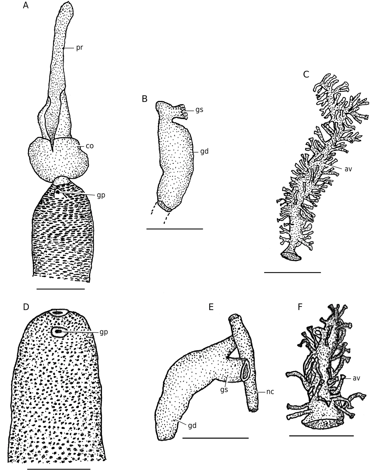 Choanostomellia filatovae Animal Database Fandom