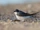 Common House Martin
