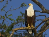 African Fish Eagle