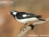 Magpie-lark