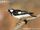 Magpie-lark