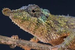 Rosette-NosedChameleon-1