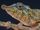 Rosette-Nosed Chameleon
