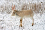 Saiga Antelope 2.jpg (355 KB)