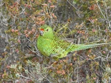 Western Ground Parrot