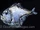 Lovely Hatchetfish