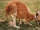 Red Kangaroo