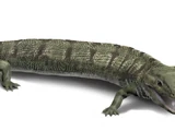 Westlothiana