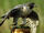 American Peregrine Falcon