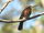 Brown Jacamar