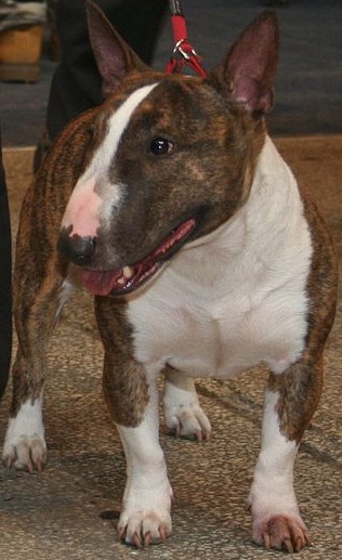 mini english bull terrier