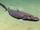 Black Dogfish