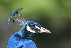 Peafowlportrait