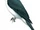 Grauer's Cuckooshrike